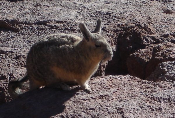 Viskača, takový malý zvířátko, co skáče v polopoušti.